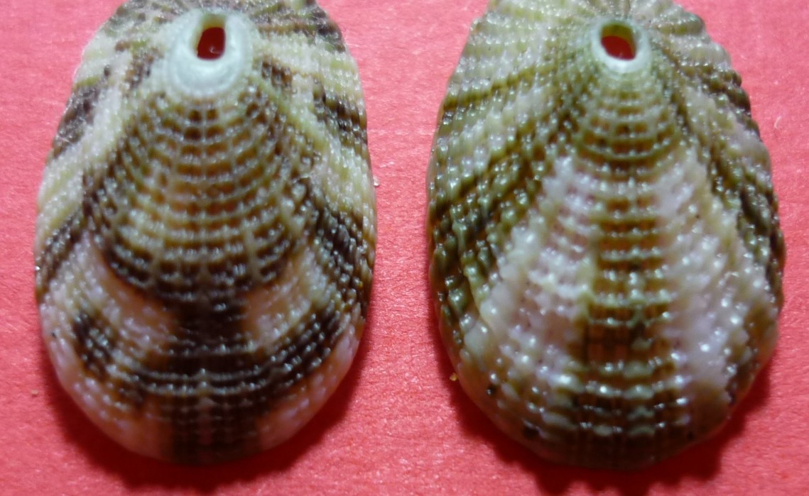 Diodora italica